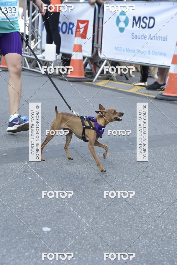 Buy your photos of the event2 Pet Run Shopping Eldorado  on Fotop