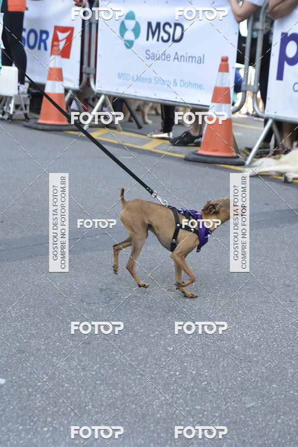 Buy your photos of the event2 Pet Run Shopping Eldorado  on Fotop