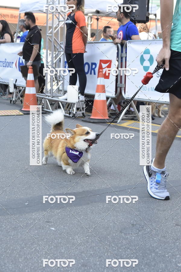 Buy your photos of the event2 Pet Run Shopping Eldorado  on Fotop