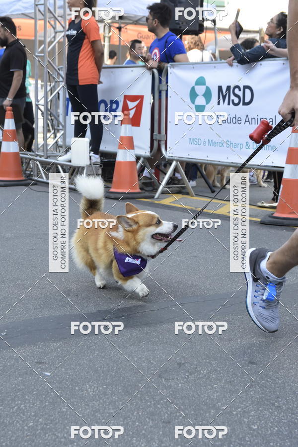 Buy your photos of the event2 Pet Run Shopping Eldorado  on Fotop