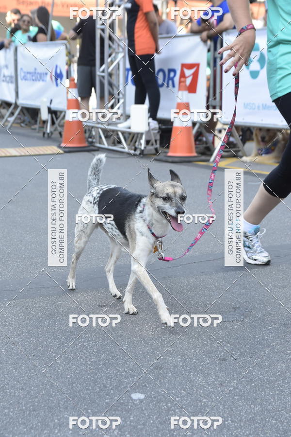 Compra tus fotos del evento2� Pet Run Shopping Eldorado  En Fotop