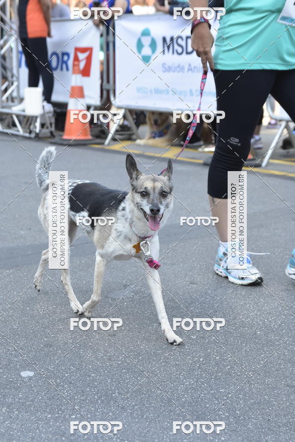 Compra tus fotos del evento2� Pet Run Shopping Eldorado  En Fotop