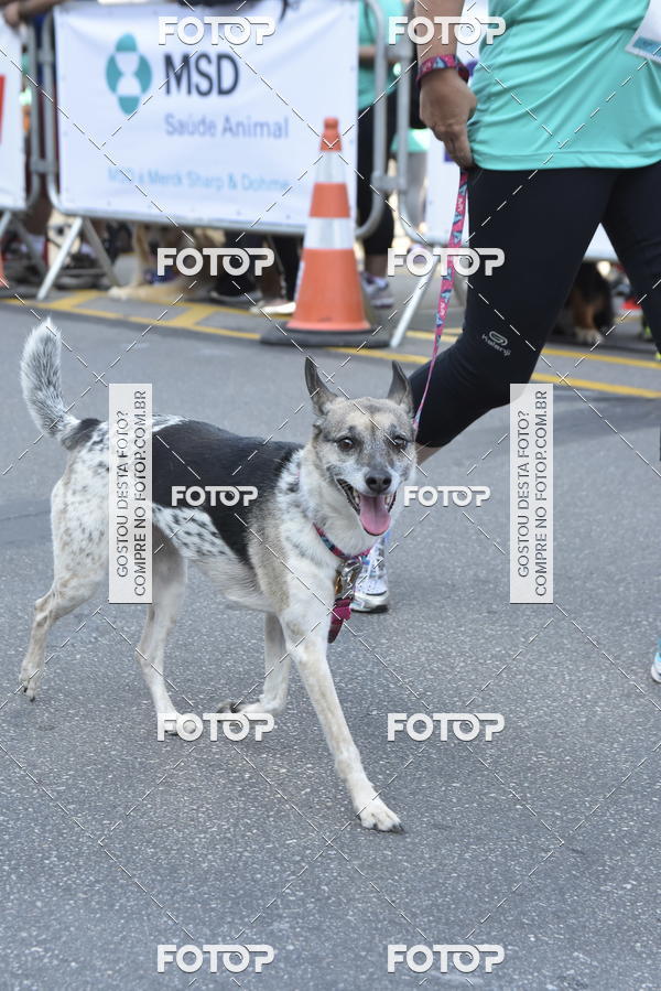 Compra tus fotos del evento2� Pet Run Shopping Eldorado  En Fotop