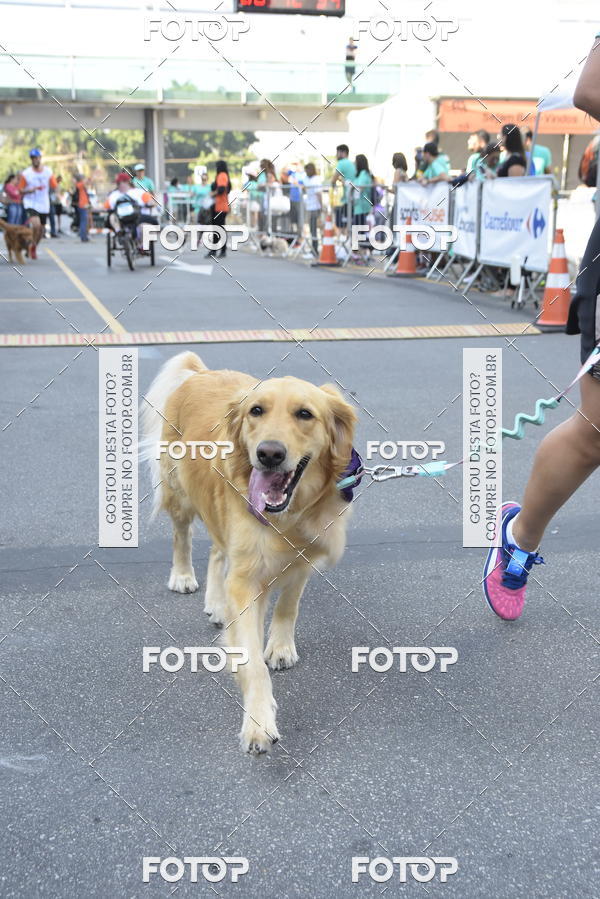 Compra tus fotos del evento2� Pet Run Shopping Eldorado  En Fotop