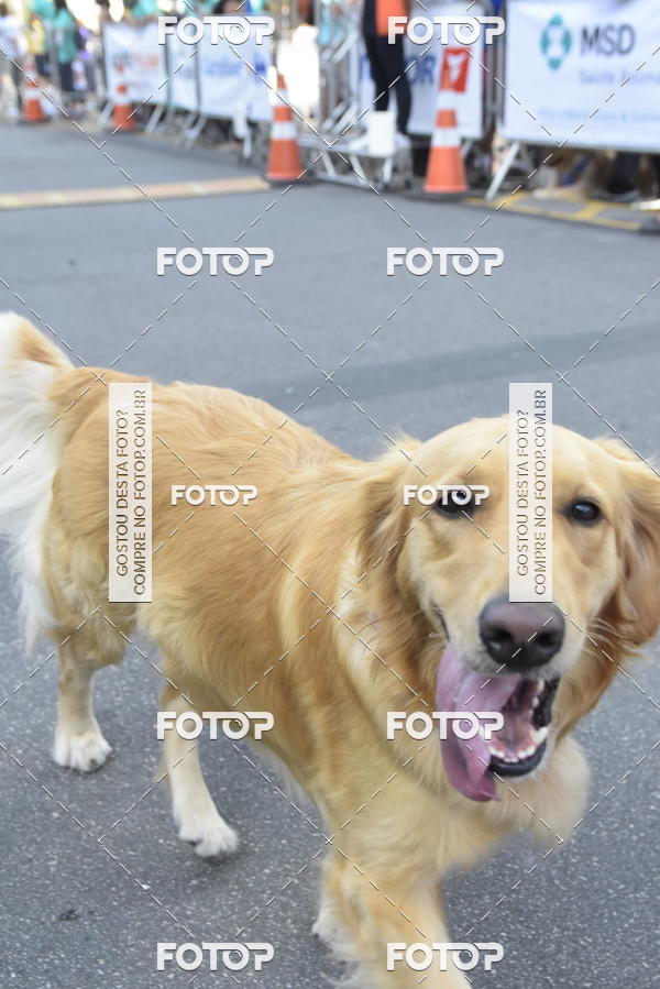 Compra tus fotos del evento2� Pet Run Shopping Eldorado  En Fotop