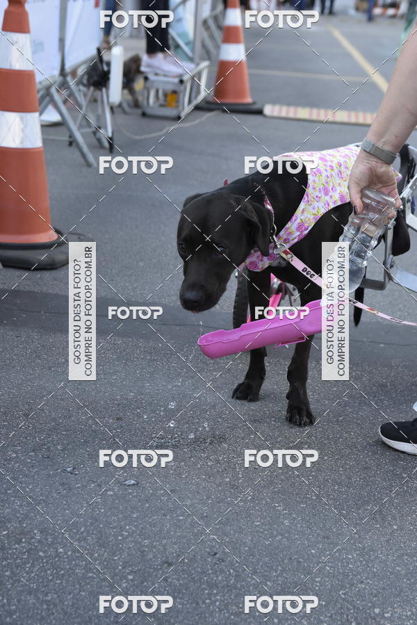 Buy your photos of the event2� Pet Run Shopping Eldorado  on Fotop