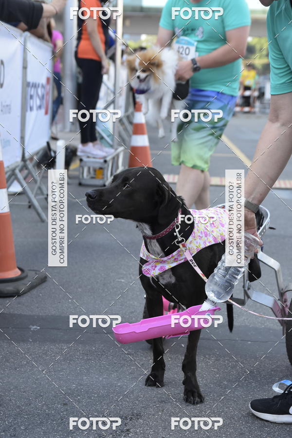 Buy your photos of the event2� Pet Run Shopping Eldorado  on Fotop