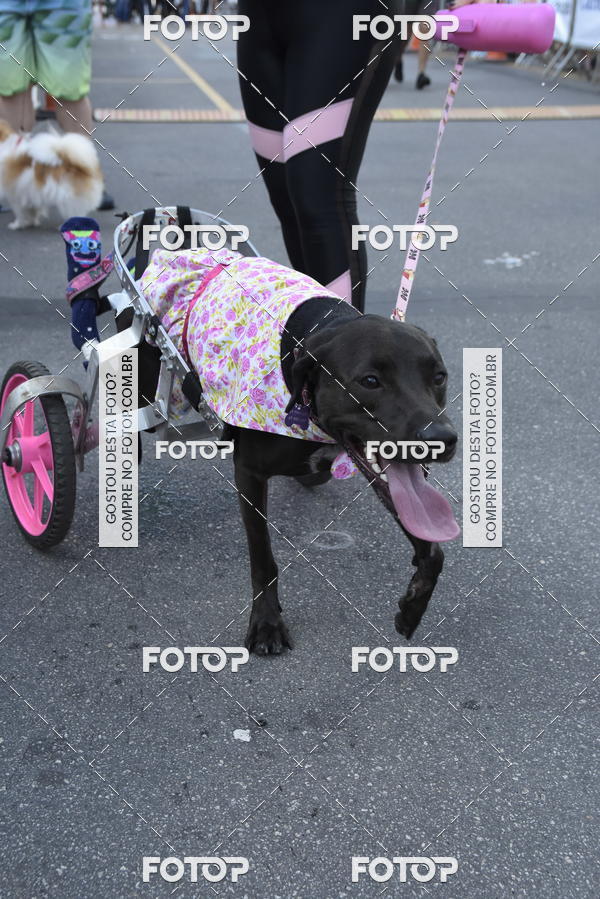 Buy your photos of the event2� Pet Run Shopping Eldorado  on Fotop