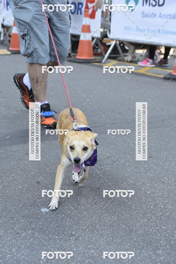 Buy your photos of the event2� Pet Run Shopping Eldorado  on Fotop