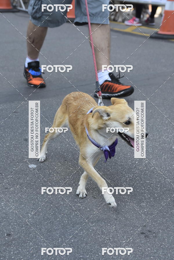 Buy your photos of the event2� Pet Run Shopping Eldorado  on Fotop