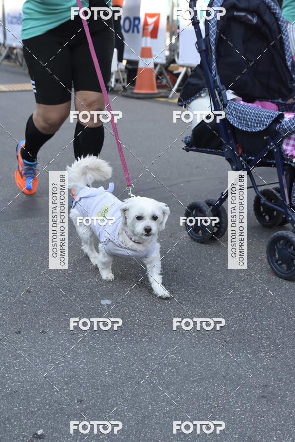 Buy your photos of the event2� Pet Run Shopping Eldorado  on Fotop