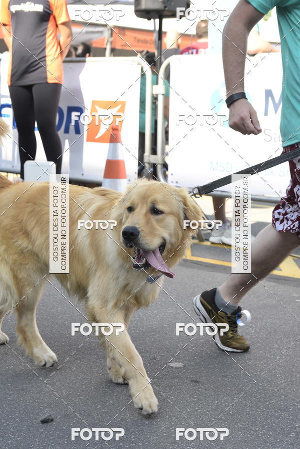 Buy your photos of the event2� Pet Run Shopping Eldorado  on Fotop