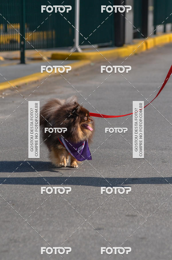 Buy your photos of the event2� Pet Run Shopping Eldorado  on Fotop