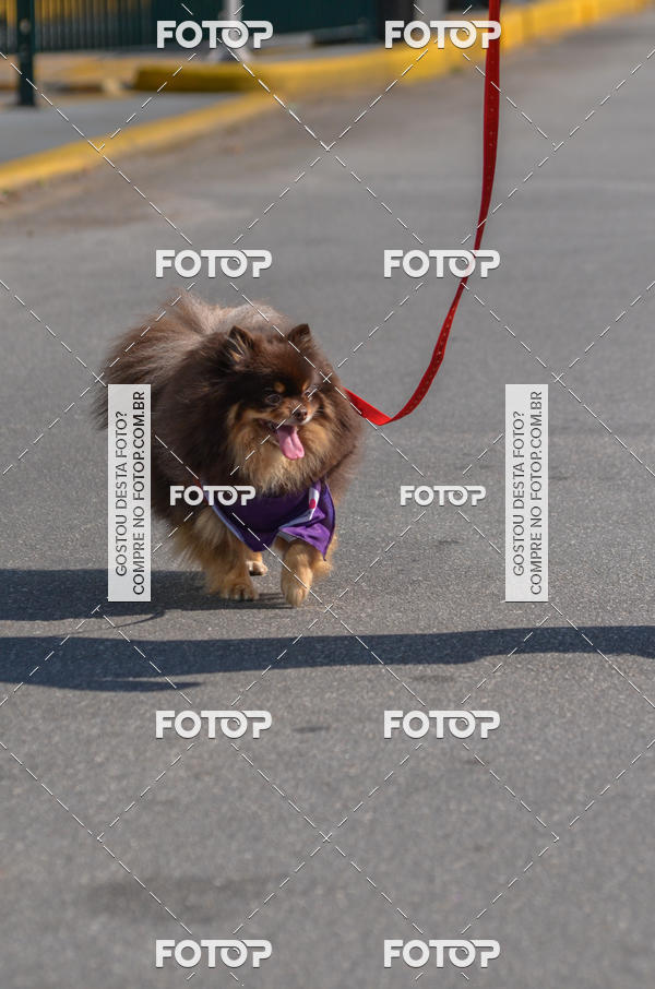 Buy your photos of the event2� Pet Run Shopping Eldorado  on Fotop