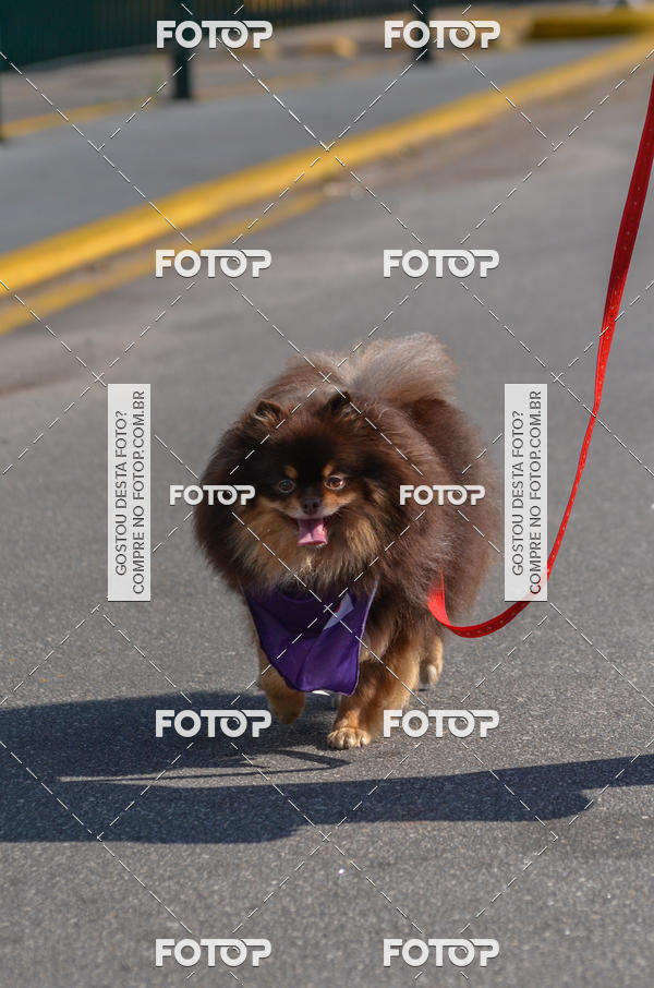 Buy your photos of the event2� Pet Run Shopping Eldorado  on Fotop