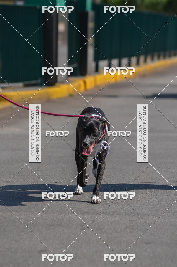 Buy your photos of the event2� Pet Run Shopping Eldorado  on Fotop