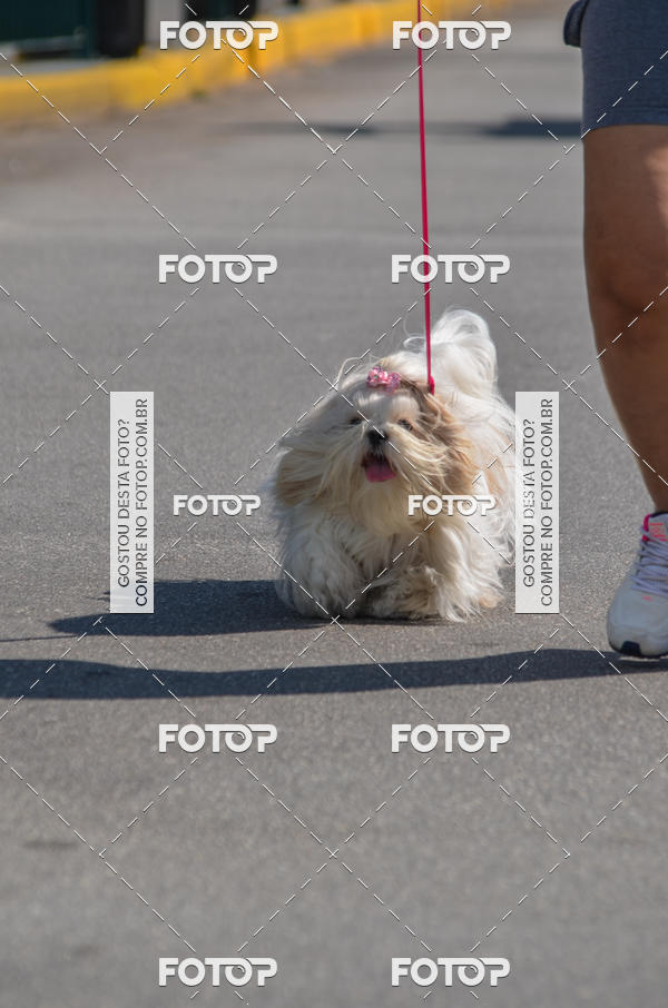 Buy your photos of the event2� Pet Run Shopping Eldorado  on Fotop