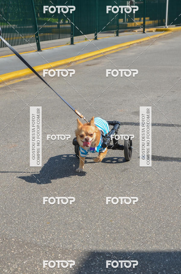 Buy your photos of the event2� Pet Run Shopping Eldorado  on Fotop