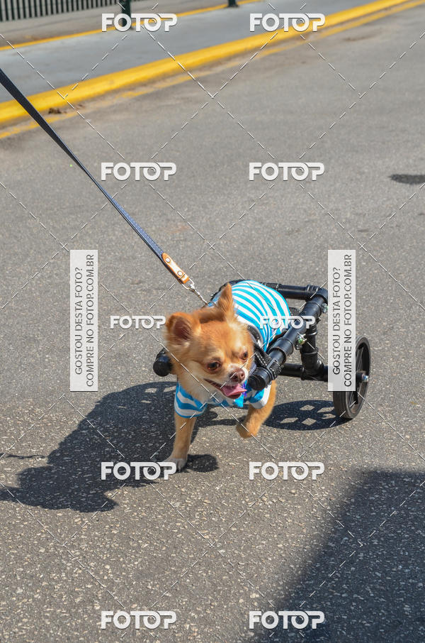 Buy your photos of the event2� Pet Run Shopping Eldorado  on Fotop