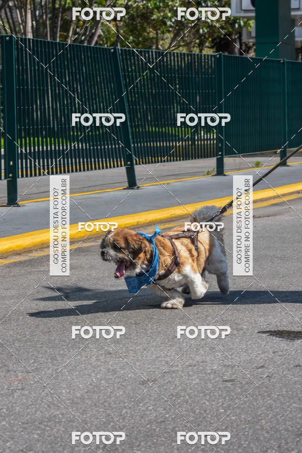 Buy your photos of the event2� Pet Run Shopping Eldorado  on Fotop