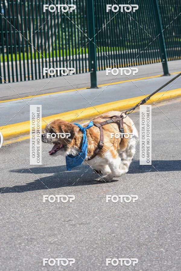 Buy your photos of the event2� Pet Run Shopping Eldorado  on Fotop