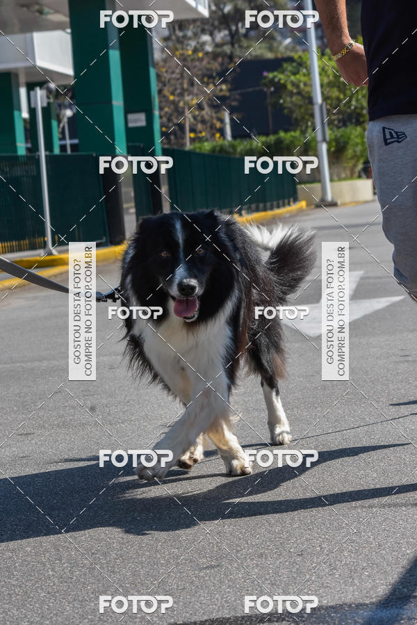 Buy your photos of the event2� Pet Run Shopping Eldorado  on Fotop