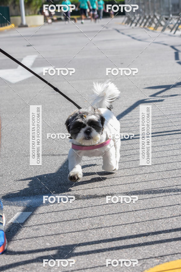 Buy your photos of the event2� Pet Run Shopping Eldorado  on Fotop