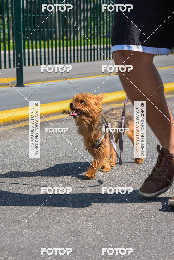 Buy your photos of the event2� Pet Run Shopping Eldorado  on Fotop