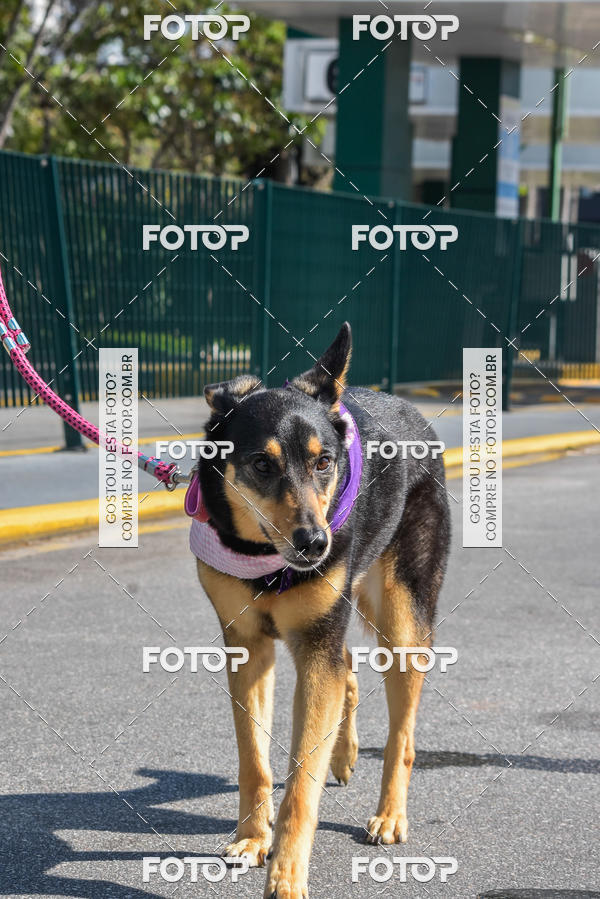 Buy your photos of the event2� Pet Run Shopping Eldorado  on Fotop