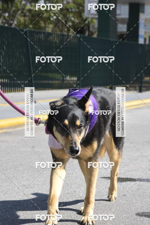 Buy your photos of the event2� Pet Run Shopping Eldorado  on Fotop