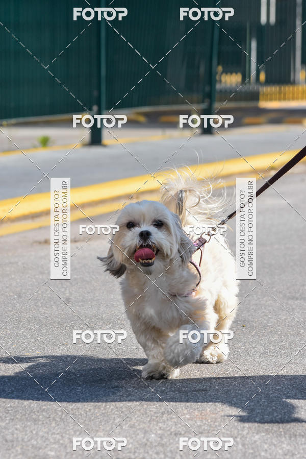 Buy your photos of the event2� Pet Run Shopping Eldorado  on Fotop