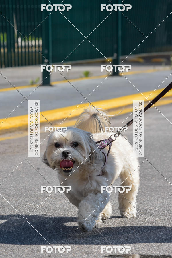 Buy your photos of the event2� Pet Run Shopping Eldorado  on Fotop