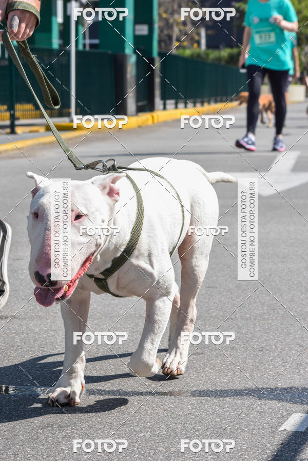 Buy your photos of the event2� Pet Run Shopping Eldorado  on Fotop