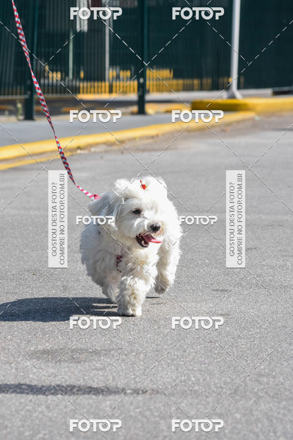 Buy your photos of the event2� Pet Run Shopping Eldorado  on Fotop