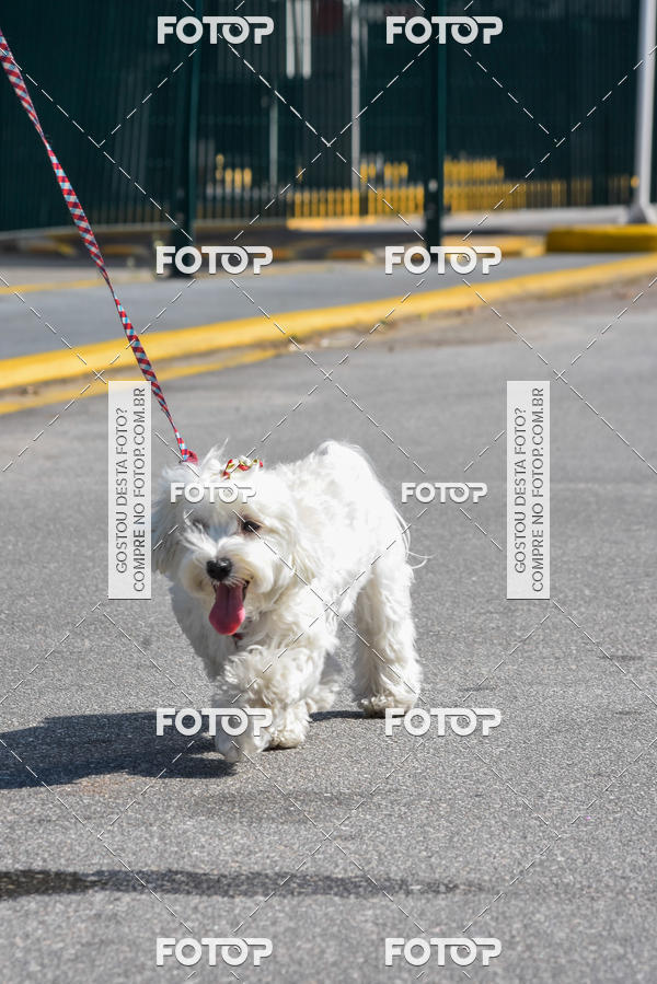 Buy your photos of the event2� Pet Run Shopping Eldorado  on Fotop