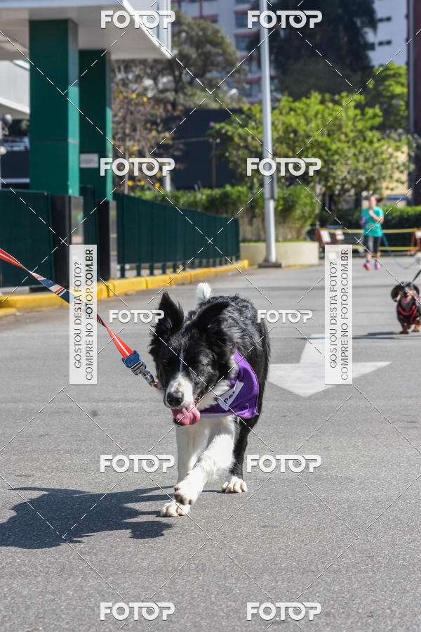Buy your photos of the event2� Pet Run Shopping Eldorado  on Fotop
