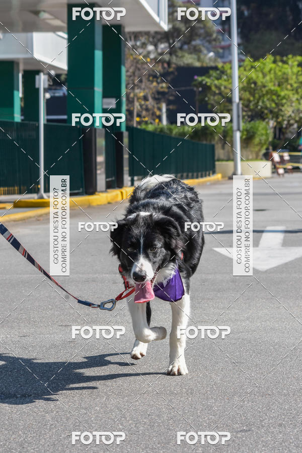Buy your photos of the event2� Pet Run Shopping Eldorado  on Fotop