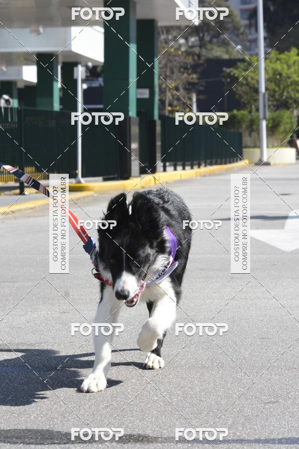 Buy your photos of the event2� Pet Run Shopping Eldorado  on Fotop