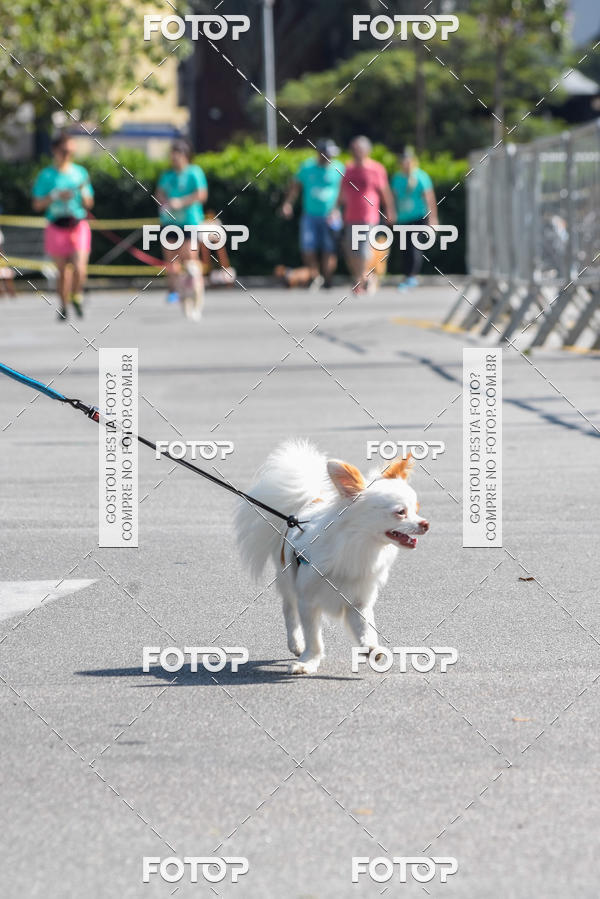 Buy your photos of the event2� Pet Run Shopping Eldorado  on Fotop