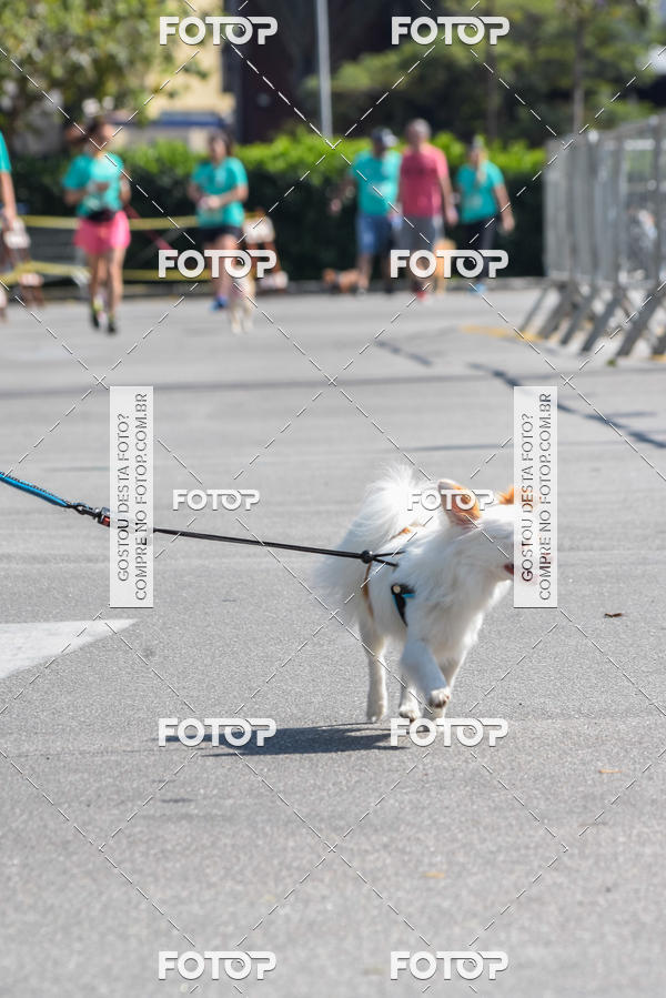 Buy your photos of the event2� Pet Run Shopping Eldorado  on Fotop