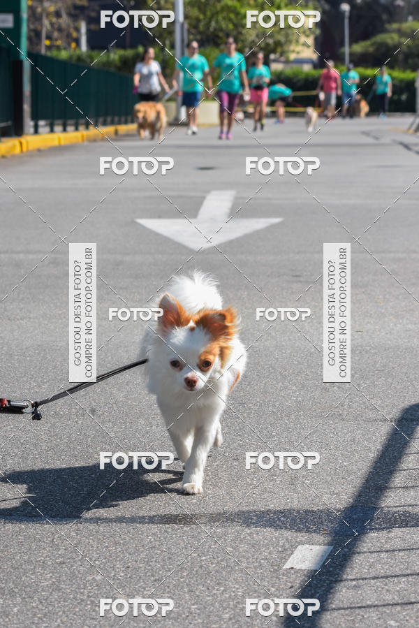 Buy your photos of the event2� Pet Run Shopping Eldorado  on Fotop