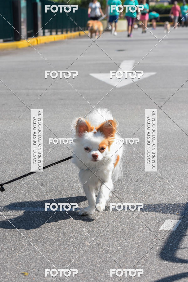Buy your photos of the event2� Pet Run Shopping Eldorado  on Fotop