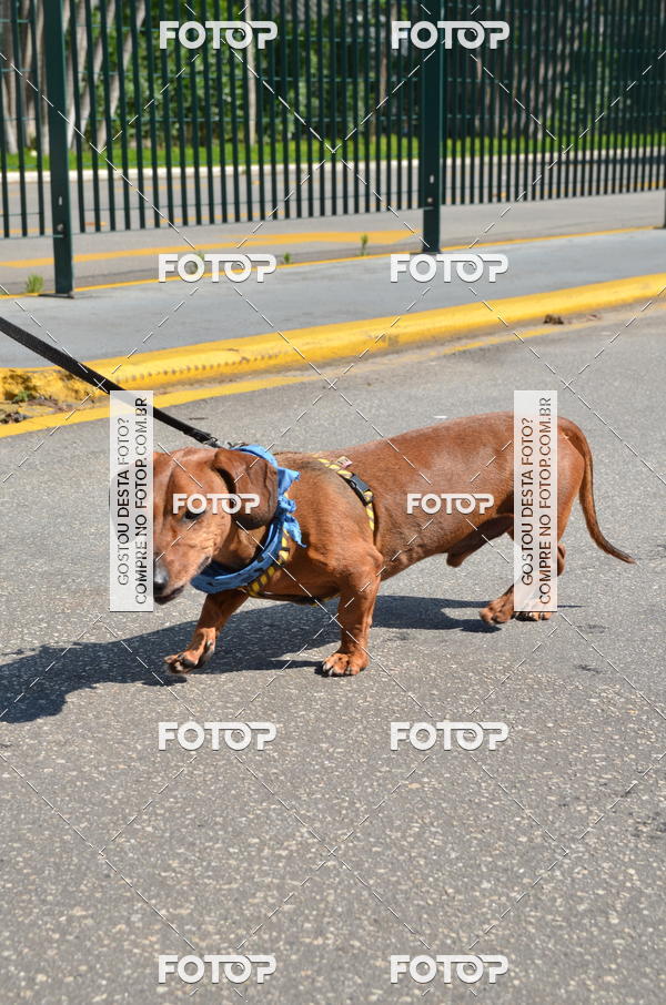 Buy your photos of the event2� Pet Run Shopping Eldorado  on Fotop