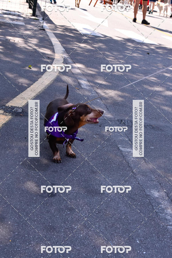 Buy your photos of the event2 Pet Run Shopping Eldorado  on Fotop