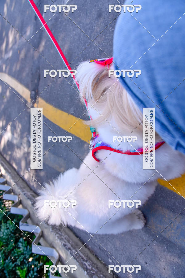 Buy your photos of the event2 Pet Run Shopping Eldorado  on Fotop