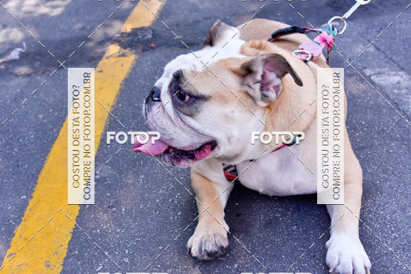 Buy your photos of the event2 Pet Run Shopping Eldorado  on Fotop