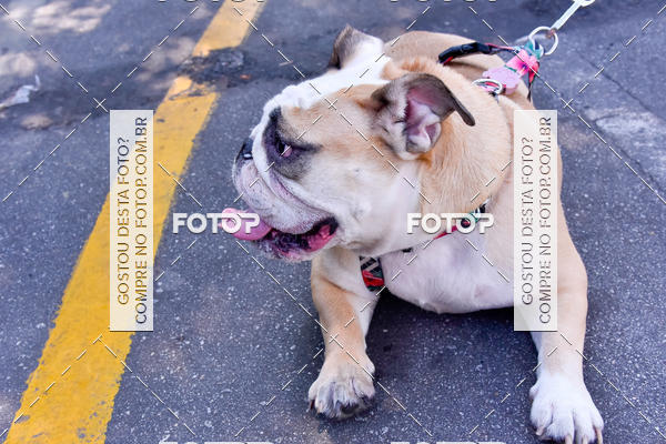 Buy your photos of the event2 Pet Run Shopping Eldorado  on Fotop