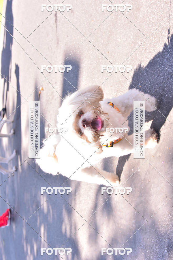 Buy your photos of the event2 Pet Run Shopping Eldorado  on Fotop