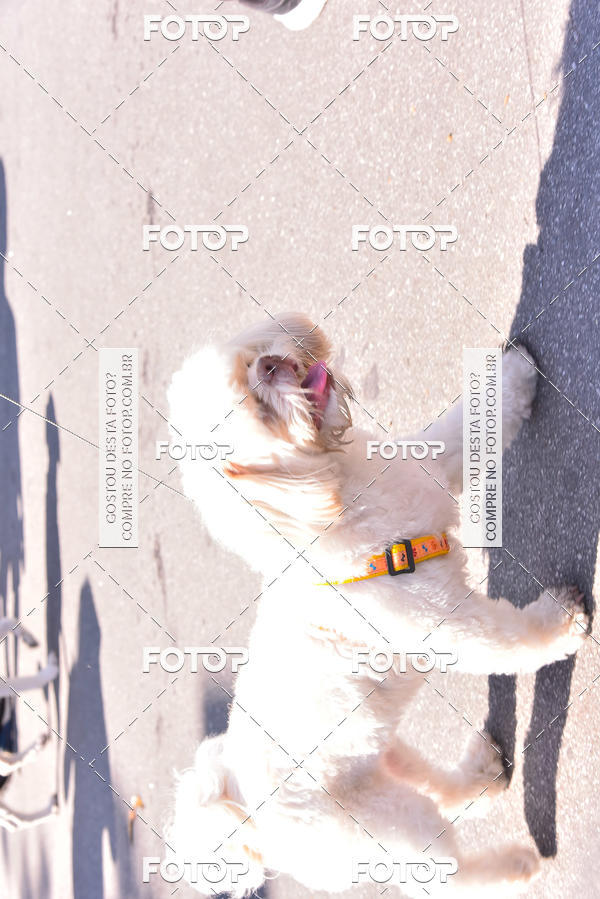Buy your photos of the event2 Pet Run Shopping Eldorado  on Fotop