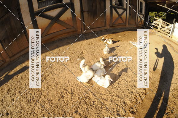 Buy your photos of the eventCORRIDA DOS EUCALIPTOS 2018 on Fotop